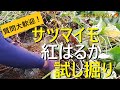 【さつまいも】紅はるかの収穫・試し掘り【有機農家直伝！無農薬で育てる家庭菜園】