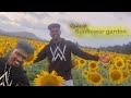 sunflower garden in tenkasi | Helianthus annus | harsh vlogs