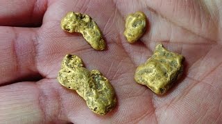 Finding Gold Nuggets Using A Nugget Finder 17' x 13' Evolution Coil