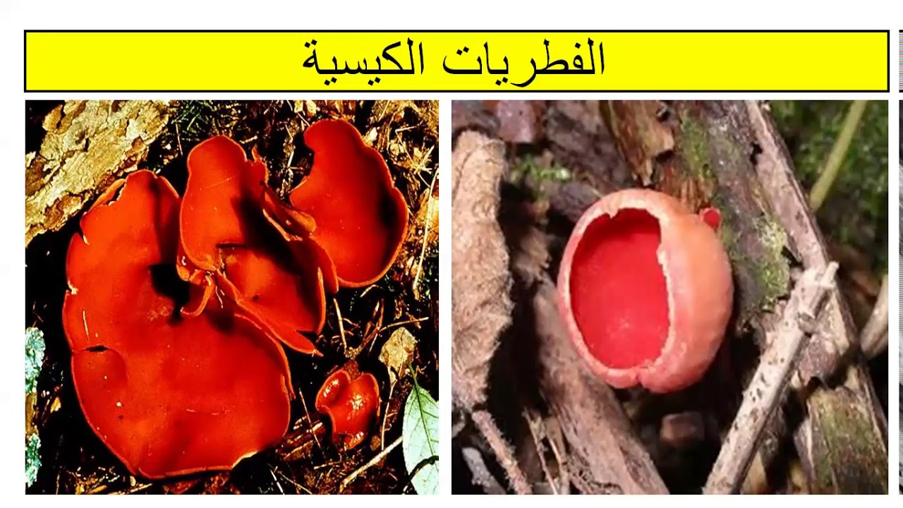 تابع تنوع الفطريات