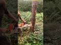 木を思い通りに倒す方法！？😲 #ショート動画