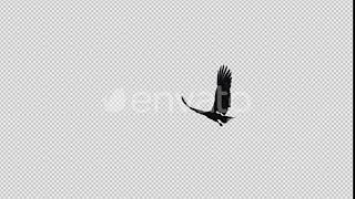 Black Raven - 4K Flying Transition - 02 | Motion Graphics - Videohive template