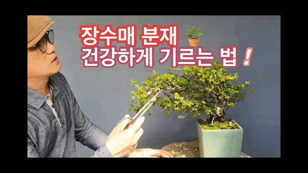 장수매 분재 건강하게 기르는법