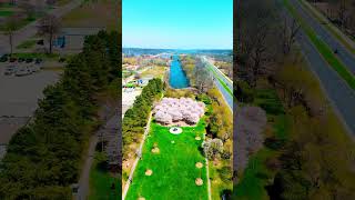 Cherry blossom in Canada 🇨🇦 #cherryblossom #canada #spring