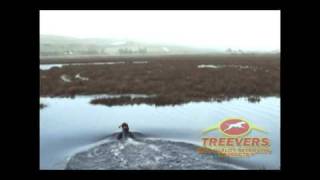 Treevers: Willow (German Shorthaired Pointer) and Lanie (Weimaraner) play fetch, and swim.