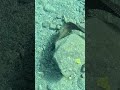 Yellowmouth Moray Eel Hypnotic Reef Motion 🐍🔮🌊