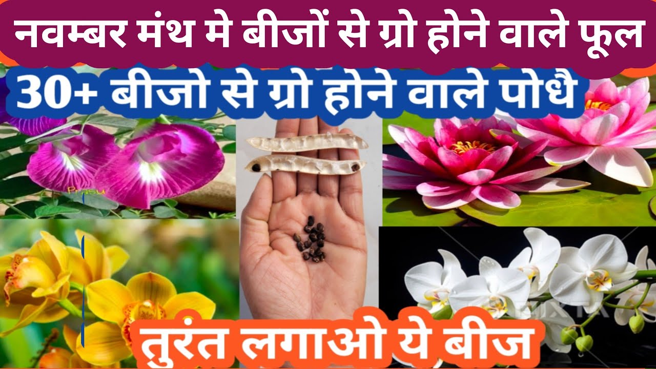 November मंथ मे बीजो से ग्रो होने वाले विंटर फ्लावरिंग प्लांट Parmanent Flowering Plant Grow Seeds