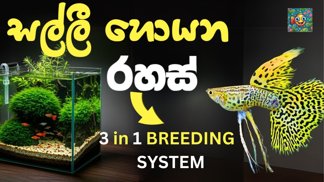 3-breed-low-cost