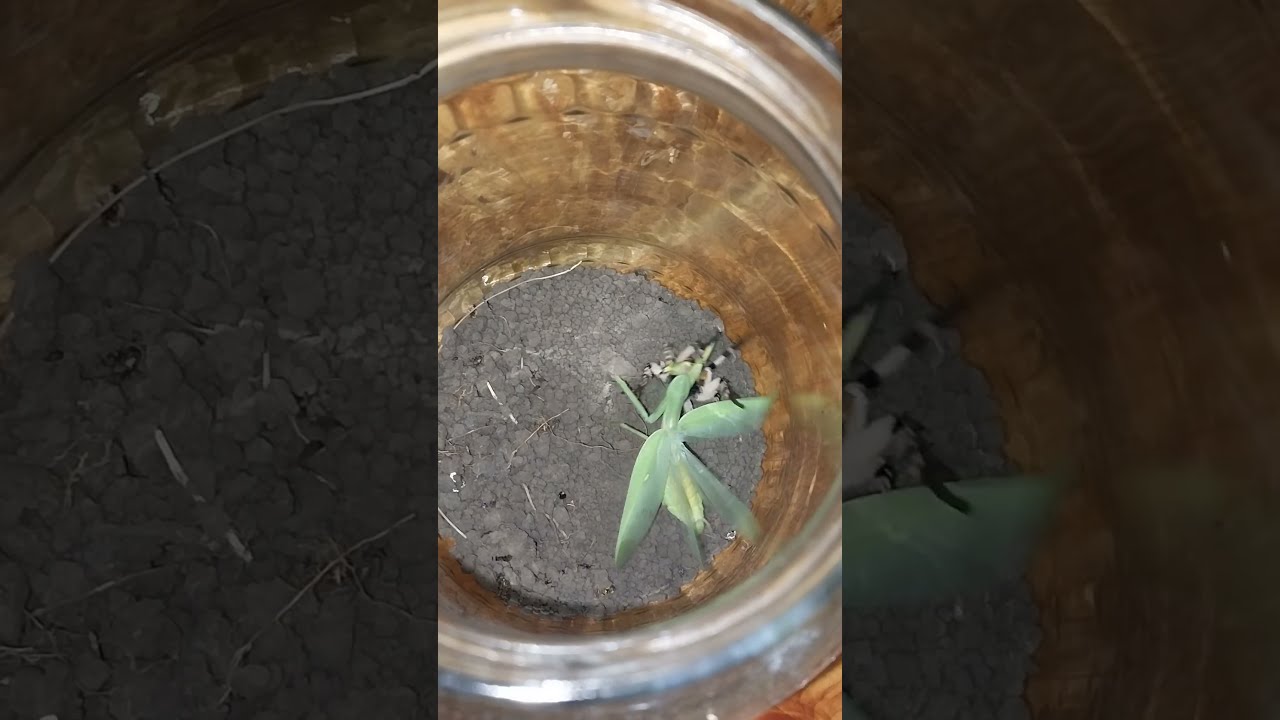 Бой между богомолом и тарантулом. Fight between a praying mantis and a tarantula.