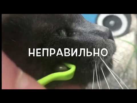 КАК УДАЛИТЬ КЛЕЩА У КОШКИ И СОБАКИ. ЧАСТАЯ ОШИБКА
