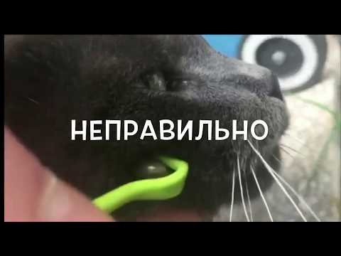 Видео: Как удалить клеща с кошки с помощью пинцета или инструмента для удаления клещей