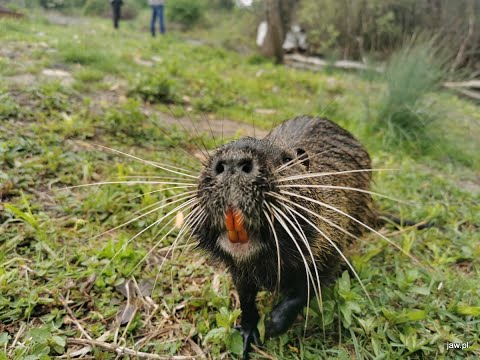 Wideo: Jak Gotować Nutrie Po Polsku I Nutria Pilaw