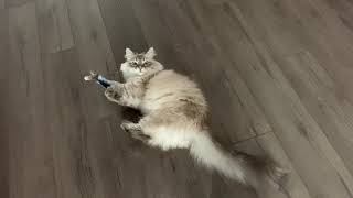 Siberian cat plays with his new fish toy by Aegon Cat 1,625 views 3 years ago 3 minutes, 34 seconds