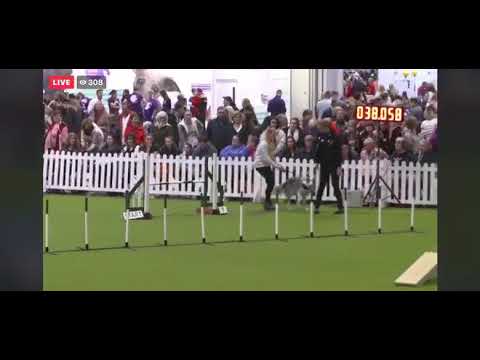 Crufts 2020 agility dog of the year semi final