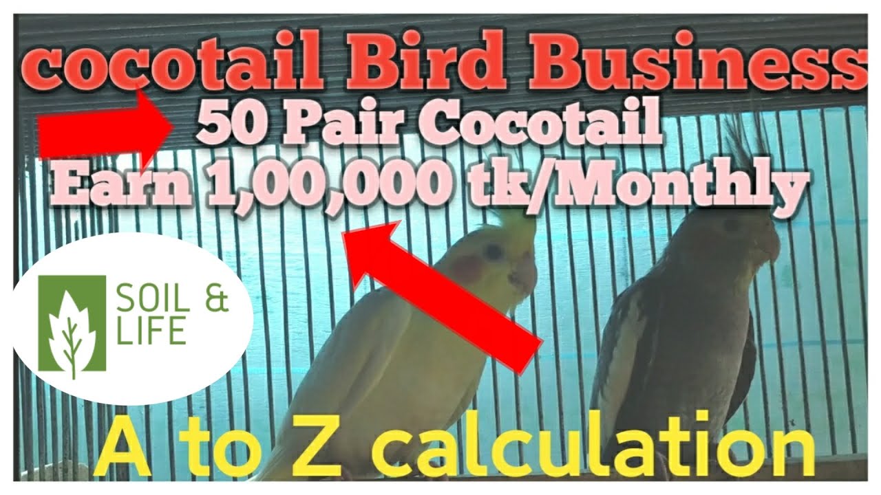 Cockatiel Bird | Cockatiel Bird Business plan | Cockatiel farm profit 1,00,000 tk