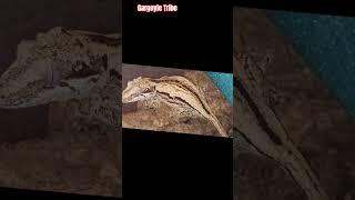 #gargoylegecko #gecko #lizard #pet #art #rhacodactylus #rhacodactylusauriculatus #crestedgecko #pets