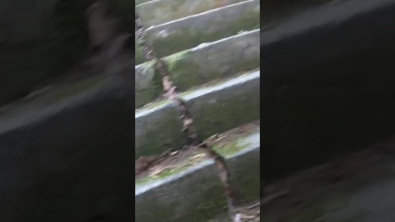 🌸 Falling Down the Stairs of an Abandoned Japanese Shinto Shrine - softypapa shorts 🚶‍♂️🇯🇵🍂