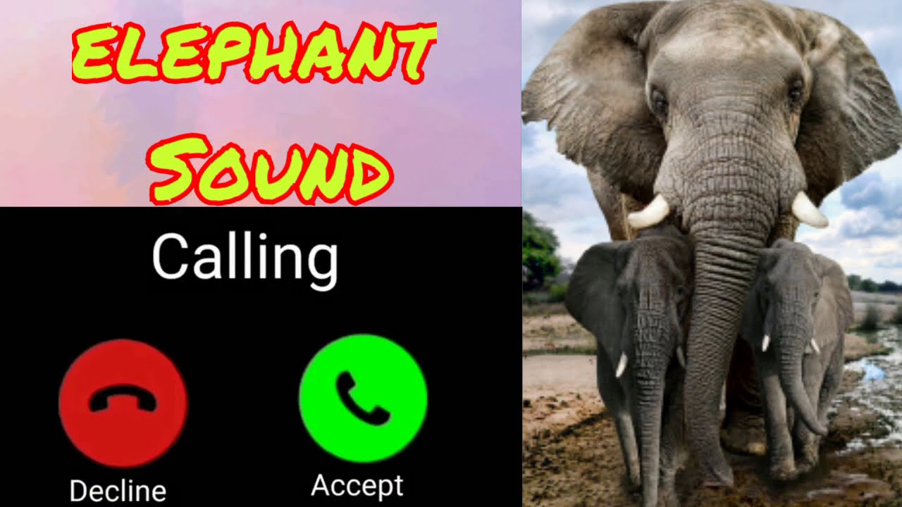 Elephant sound // elephant ringtone // animal sounds // iphone ringtone