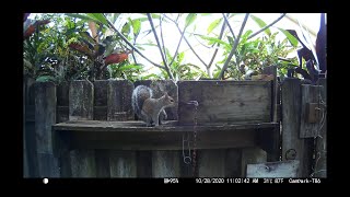 Squirrel vs Conibear Trap