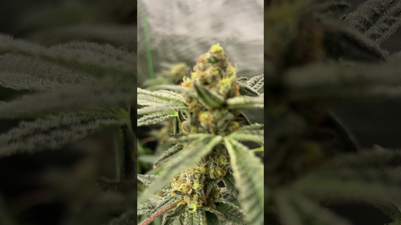 NOT MUCH LONGER | G-ROLLS