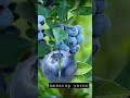 Blueberryviraltrendingshortlvstv