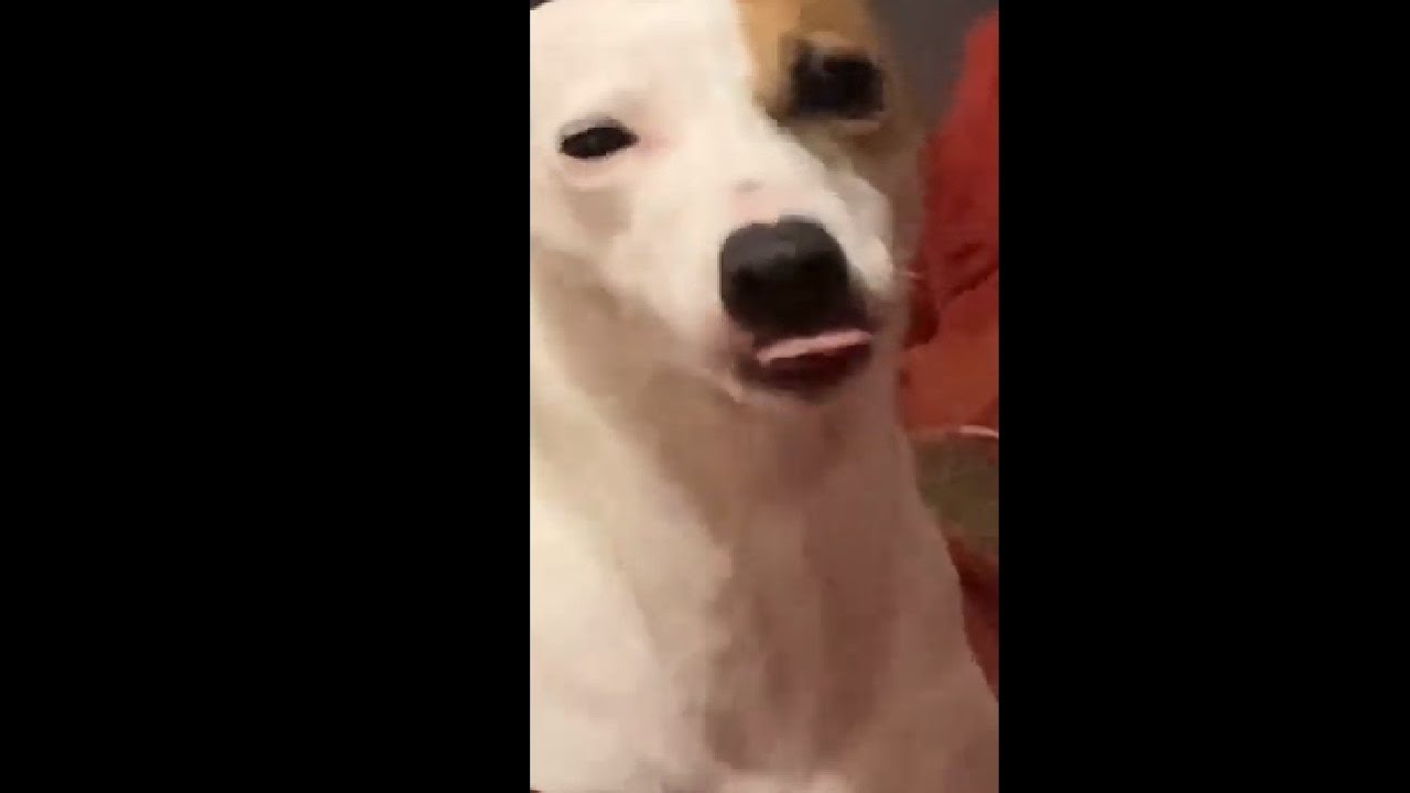 Dog Rubbing His Face In The Bed Sheets YouTube