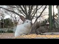 Pet Rabbit and Wild Squirrel 🐇 🐿🌽 | TexasGirly1979