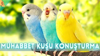 Muhabbet Kuşumu Nasıl Konuştururum 10 Konuşturma Eğitim Taktikleri