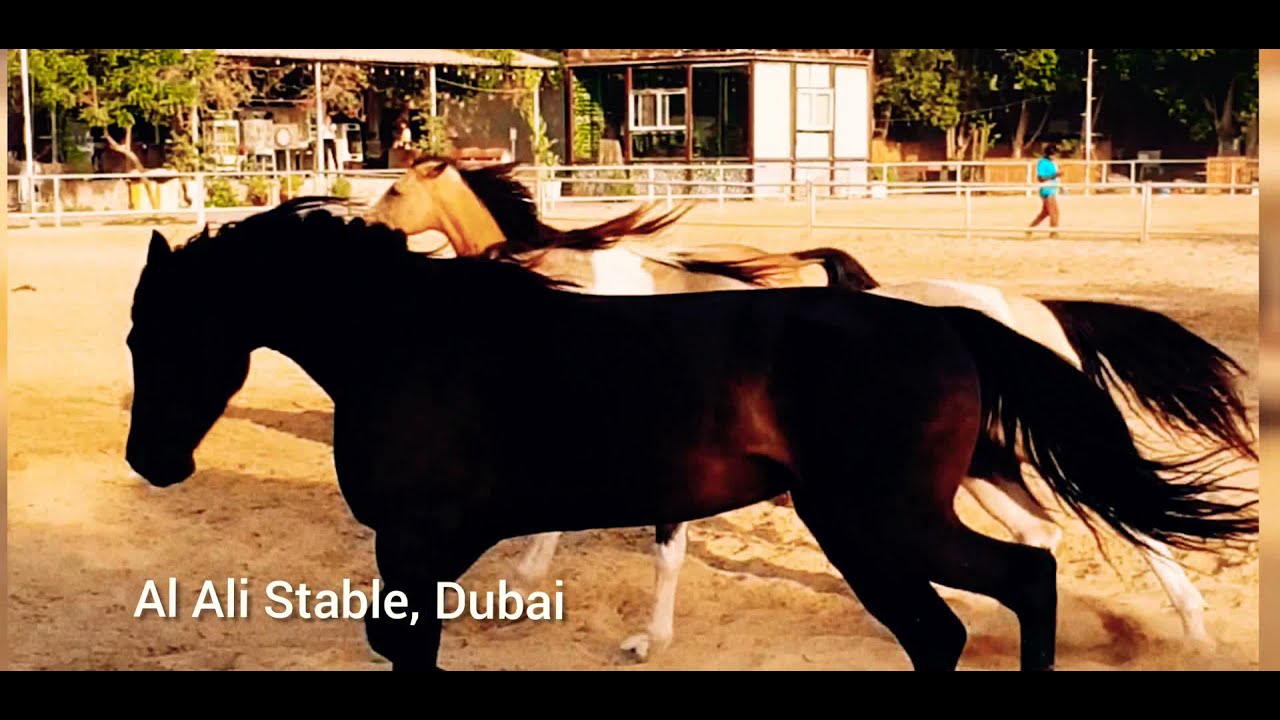 Horse Riding Dubai Al Ali Stable YouTube