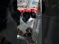 #motivacional #pet #sejafeliz #gatos #gatinhos #gatinhafofa #catvideos