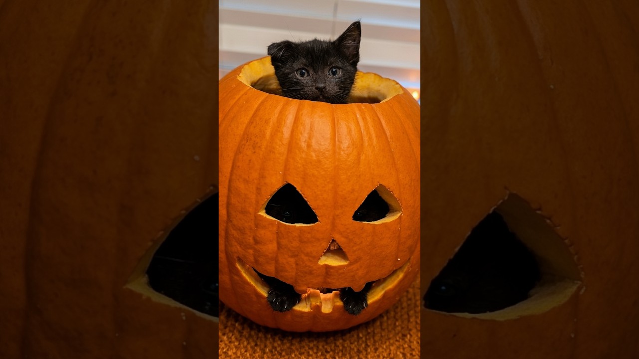 This Kitten Is Getting Ready For Halloween 😂