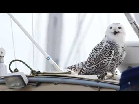 maryland board of nursing (PREVIEW) The Snowy Owl - A Long Way From Home