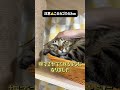 【感動】絶対に触らせてくれない最恐猫に愛を伝え続けた結果… #shorts