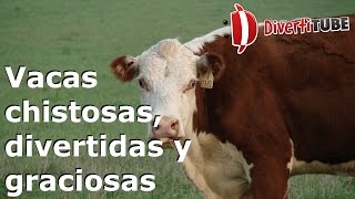 Vídeos de vacas chistosas, divertidas y graciosas