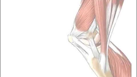 Tendons vs. Ligaments - What