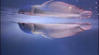 arowana - Tips merawat ikan arwana silver red biar cepet besar untuk pemula #60