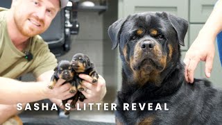 A-Sasha Blackntan Pearls & Guardian Apex Von Gottschalk German Rottweiler Puppies | Litter Reveal!