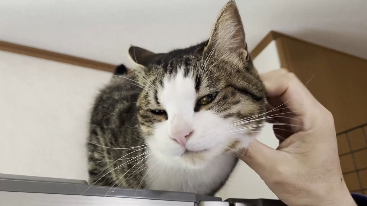 飼い主にうめき声を上げさせても、全く悪気のない猫