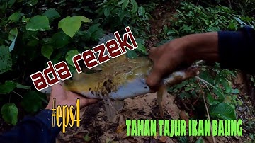tahan tajur ikan baung..solo #eps4