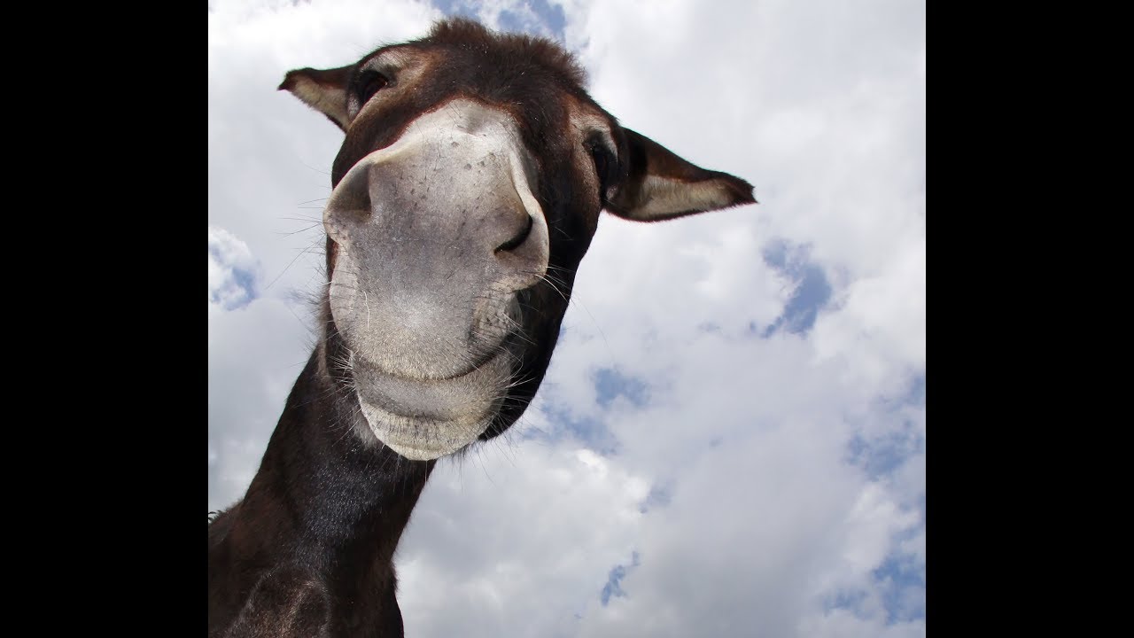 Prämien für Esel - Talent Rewards by Timo Reischl Projekte