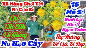 🌼14/12☎️0392 974 927👉Gặp Tuyền🌲Mai Vàng Giá Rẻ🌲Xã 13k 20k Nhiều Giống Nụ Kẹo Cây🌲15 Mã Siêu Già Mùa 