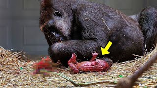 Gorilla Gives Birth To Something Rare, The Staff Shocked When Noticing Her Offspring! by The Animal Gaze 1,016 views 1 day ago 20 minutes