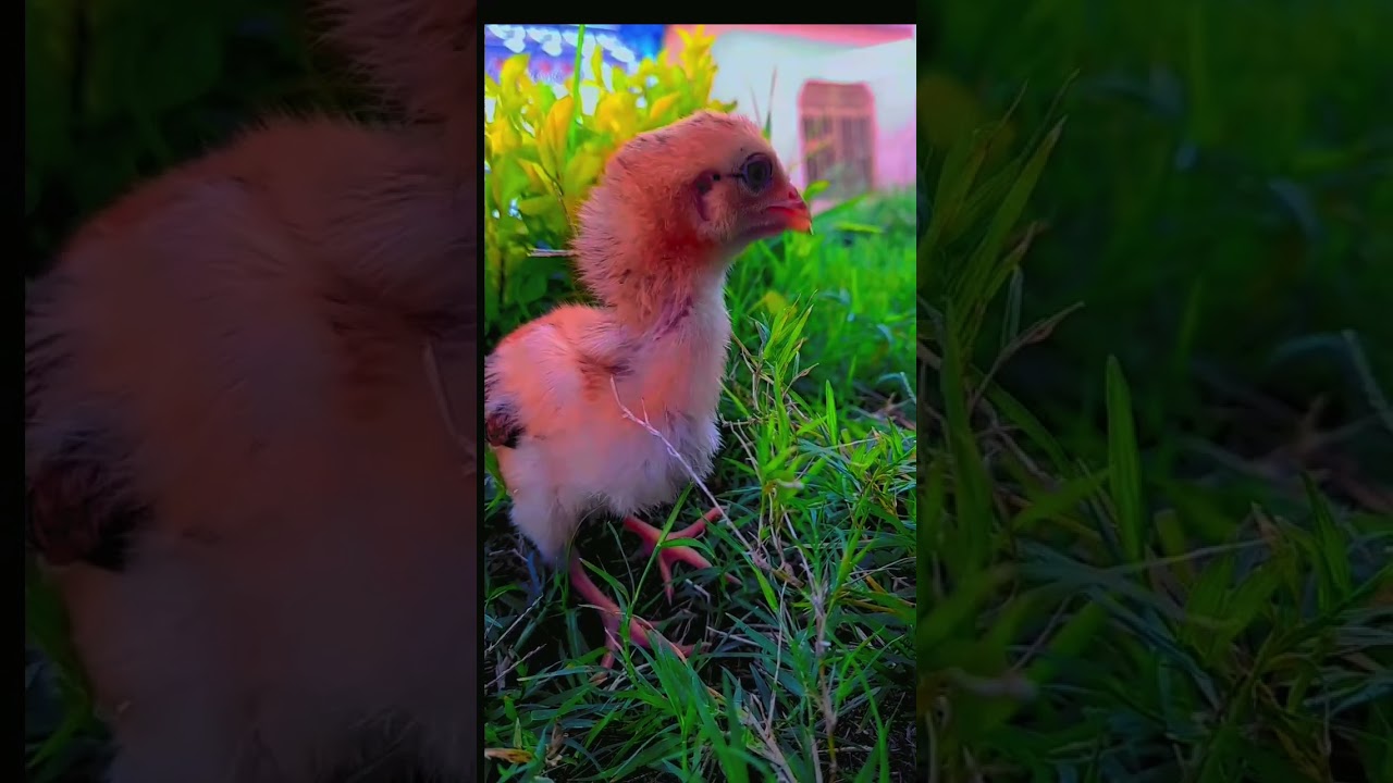 Cute chick🐥