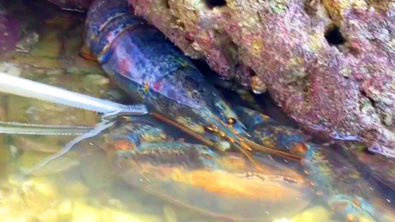 lobsters-catch-the-lobsters-that-are-all-over-the-beach-but-you-can