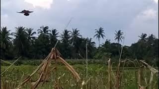 Berburu burung Pipit/strobery Finch diperkebunan jagung