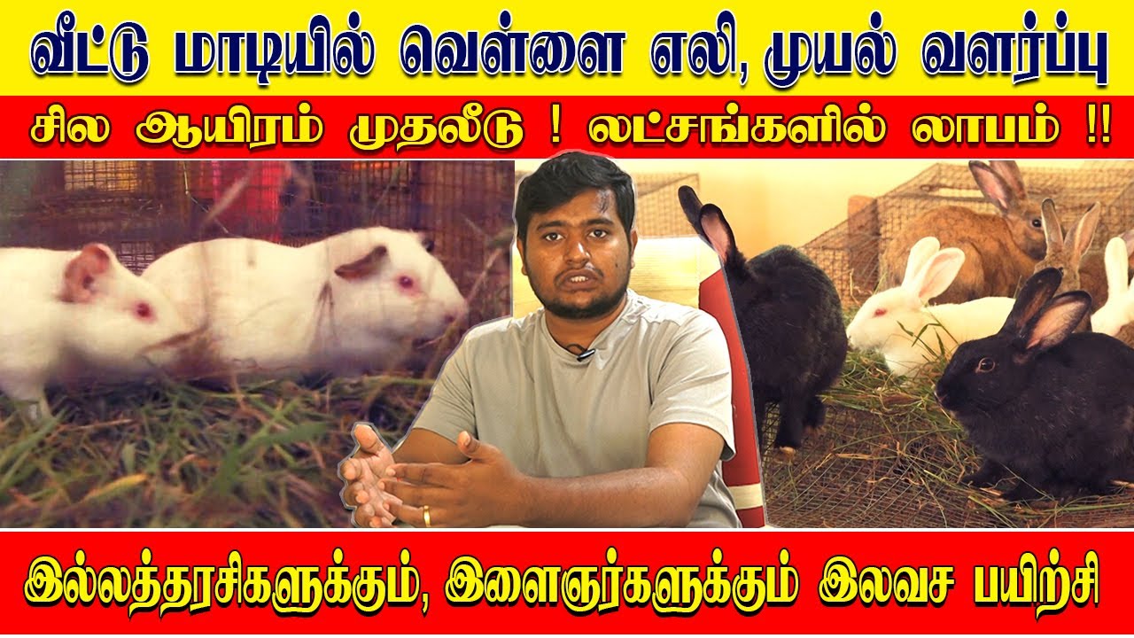 வீட்டில் கொஞ்சம் இடம் கொடுத்தால் லட்சங்களில் லாபம் தரும்  வெள்ளை எலி ! | UZHAVAR KOOTTAM