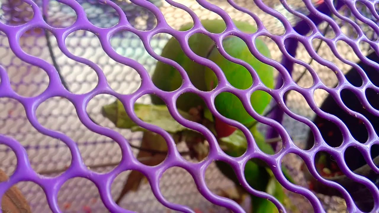 Parrot eating 