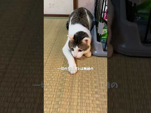 君も最高のプロニート！ #youtubeshorts #保護猫 #猫のいる暮らし