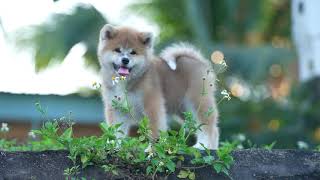 Japanese Akita puppy || Laputa Farm #shorts by Laputa Farm 389 views 1 year ago 47 seconds