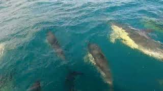 Dolphins encounter in the bay Biscay